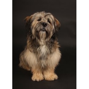 Hundebilleder Slagelse