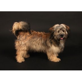 Fotograf Hundeportrt